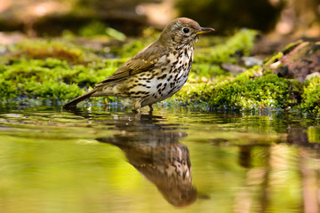 Song Thrush turdus philomelos taking a bath in the lake