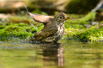 Song Thrush turdus philomelos taking a bath in the lake