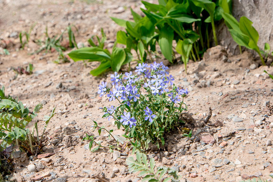 Small Blue Flowers In Dry Soil Of Garden