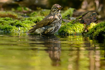 Song Thrush turdus philomelos taking a bath in the lake