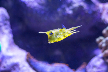 Boxfish, Lactoria fornasini, Aquarium Saltwater Fish