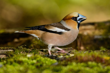 hawfinch, bird in a nature habitat, spring nesting