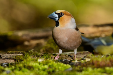 Obraz premium hawfinch, bird in a nature habitat, spring nesting