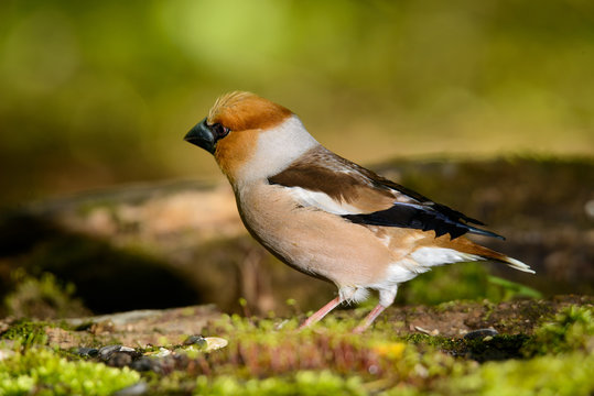 hawfinch, bird in a nature habitat, spring nesting