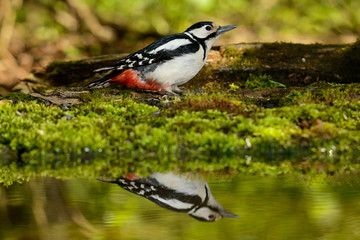 Great Spotted Woodpecker taking a nice cool bath.