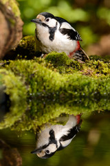 Great Spotted Woodpecker taking a nice cool bath.