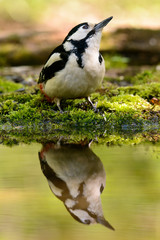 Great Spotted Woodpecker taking a nice cool bath.