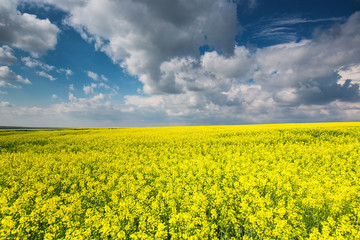 Obraz premium Big cloud on blue sky over yellow rape field