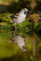 hawfinch, bird in a nature habitat, spring nesting