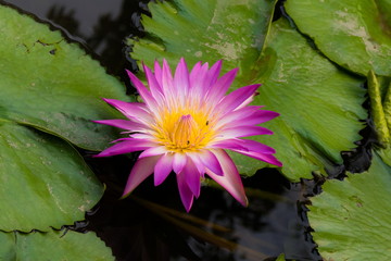 Lotus flower and Lotus flower plants.
