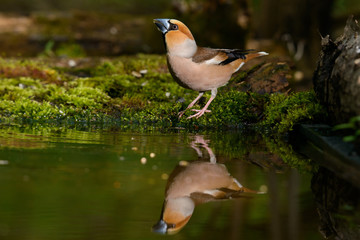 Hawfinch Coccothraustes coccothraustes at the water