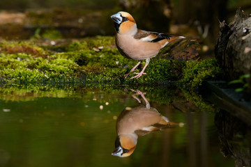 Hawfinch Coccothraustes coccothraustes at the water