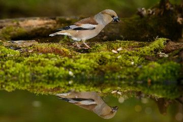 Hawfinch Coccothraustes coccothraustes at the water