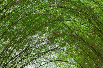 Tunnel bamboo trees