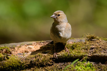 male Chaffinch Fringilla coelebs looking in the camera from a branch in an ecological natural garden