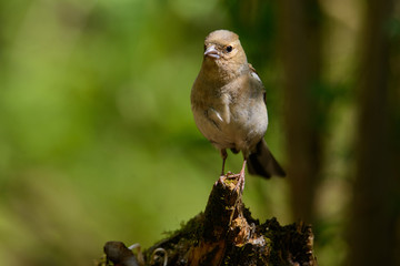 male Chaffinch Fringilla coelebs looking in the camera from a branch in an ecological natural garden