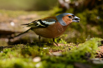 male Chaffinch Fringilla coelebs looking in the camera from a branch in an ecological natural garden
