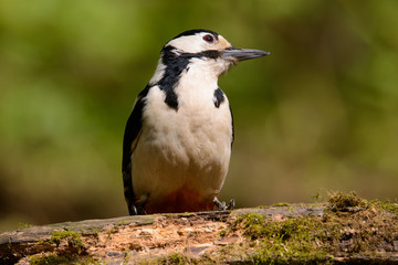 Great Spotted Woodpecker taking a nice cool bath.