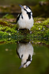 Great Spotted Woodpecker taking a nice cool bath.