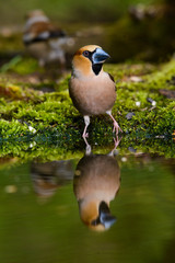 Hawfinch Coccothraustes coccothraustes at the water