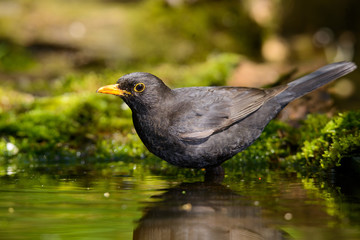 the Blackbird, while taking a bath