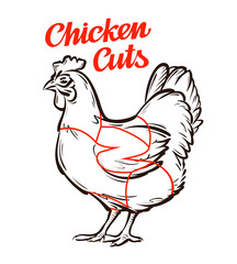 vector chicken, hen chart. meat cuts, butcher shop
