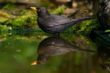 the Blackbird, while taking a bath