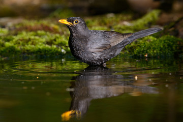 the Blackbird, while taking a bath