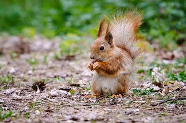 Naklejka na ściany i meble Ffluffy red squirrel eats a nut