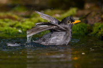 Blackbird taking a bath