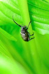 Fototapeta premium Morimus funereus is a species of beetle in family Cerambycidae. It is found in Belgium, Croatia, Slovenia, the Czech Republic, Germany, Hungary, Moldova, Romania, Bulgaria, Serbia, Montenegro.