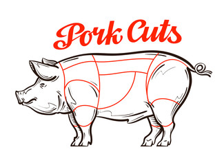 vector pork, pig chart. meat cuts, butcher shop