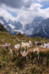 Fioritura di crocus a malga Ritorto, primavera nelle Dolomiti di Brenta