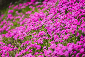 Obraz premium Pink cosmos flower fields in japan