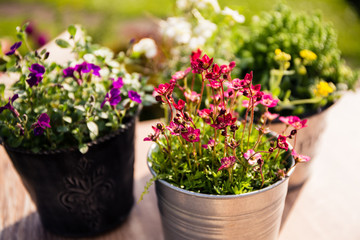 Viele Blumentöpfe stehen auf dem Gartentisch