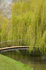 weeping willow bridge © Hugh O'Neill