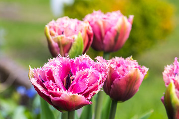 Schöne pinke Tulpe wächst im Garten