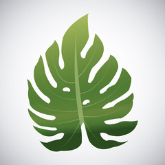 Tropical leaves design. leaf icon. natural concept, vector illustration