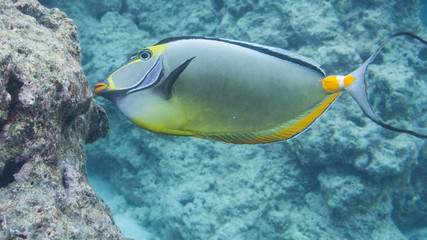Snorkeling with Tropical Fish in Hawaiian waters near Honolulu on Oahu, Hawaii, USA