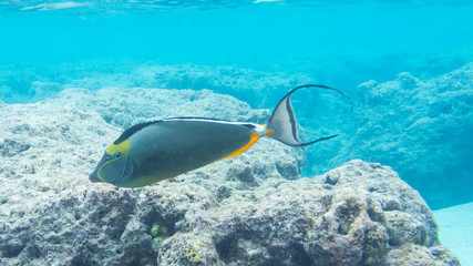 Fototapeta na wymiar Snorkeling with Tropical Fish in Hawaiian waters near Honolulu on Oahu, Hawaii, USA