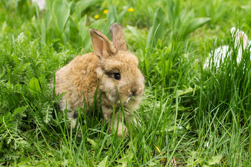 small rabbit with milk on his lips on the green grass