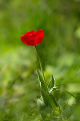 rote tulpe im wind / Red Tulip in the wind