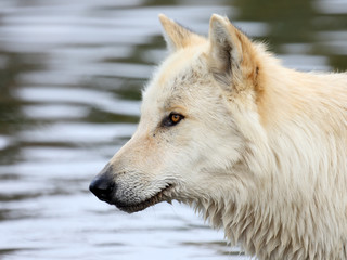 Obraz premium Wolf closeup in front of water with ripples