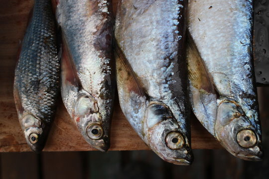 Four freshly caught fish sabrefish and roach