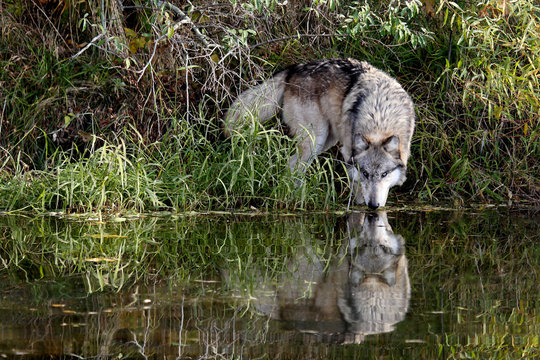 Wolf drinking at the edge of a pond with a reflection