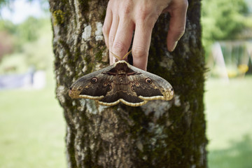 Large brown moth on womans finger tips