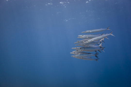 Underwater view of school of juvenile chevron barracuda (sphyraena genie), Lombok, Indonesia