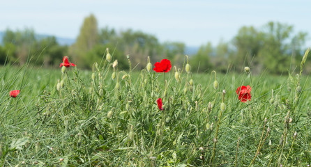 Coquelicots