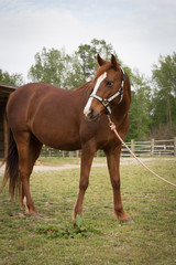 older Arabian brown and white mature horse in pasture standing still portrait side view