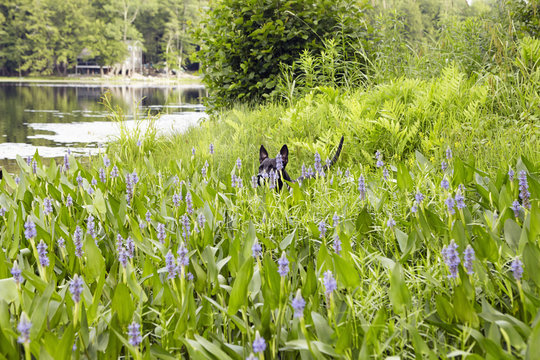 Head and tail of dog in long grass at lakeside